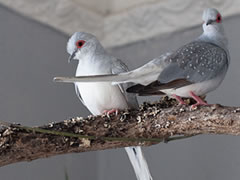 For the Birds