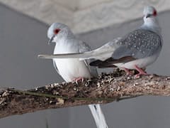 tb_birds tb_birds