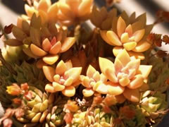 tb_succulent tb_succulent