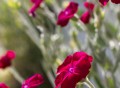 The_Top_3_Gardening_Trends_for_2013_Trend_#2_neutral_foliage_against_bright_flowers_1358794957