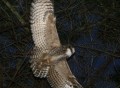owls on Bernal Hill. New Owls