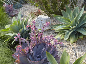 Succulent