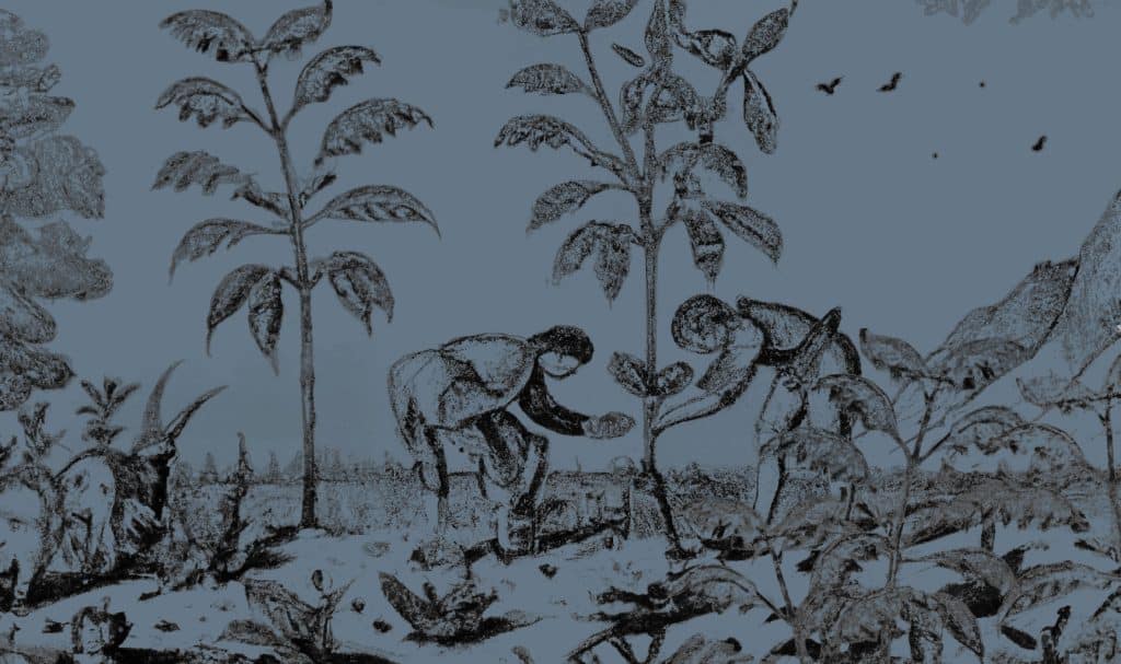 Vintage engraving of people tending young plants in a field, tinted blue-grey